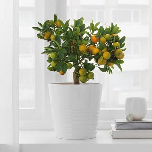 IKEA MUSKOT Plant Pot 17cm - Picture 4 of 12